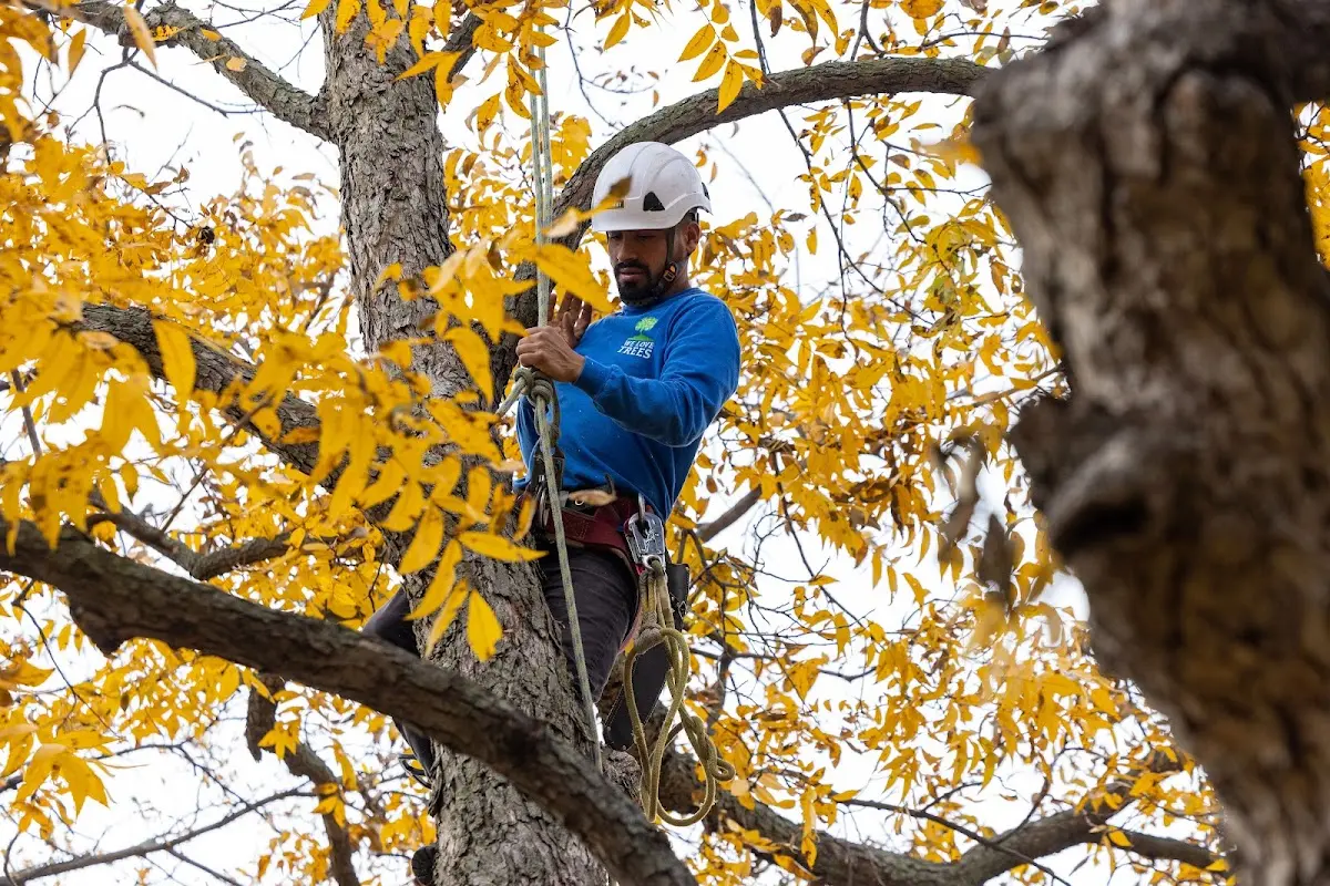 Skilled Storm Damage Cleanup crew working in Alton
