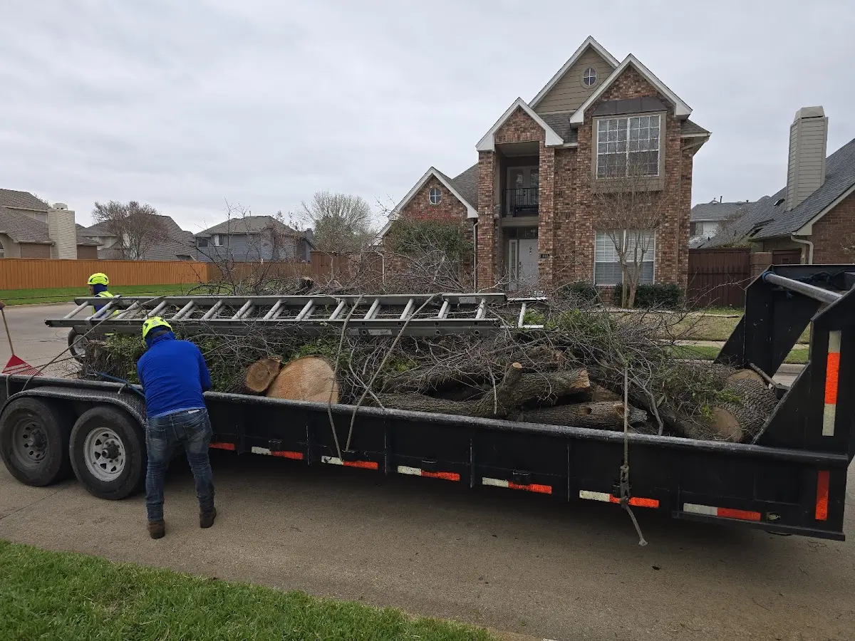 Expert Tree Pest Control with proper safety equipment in Alton